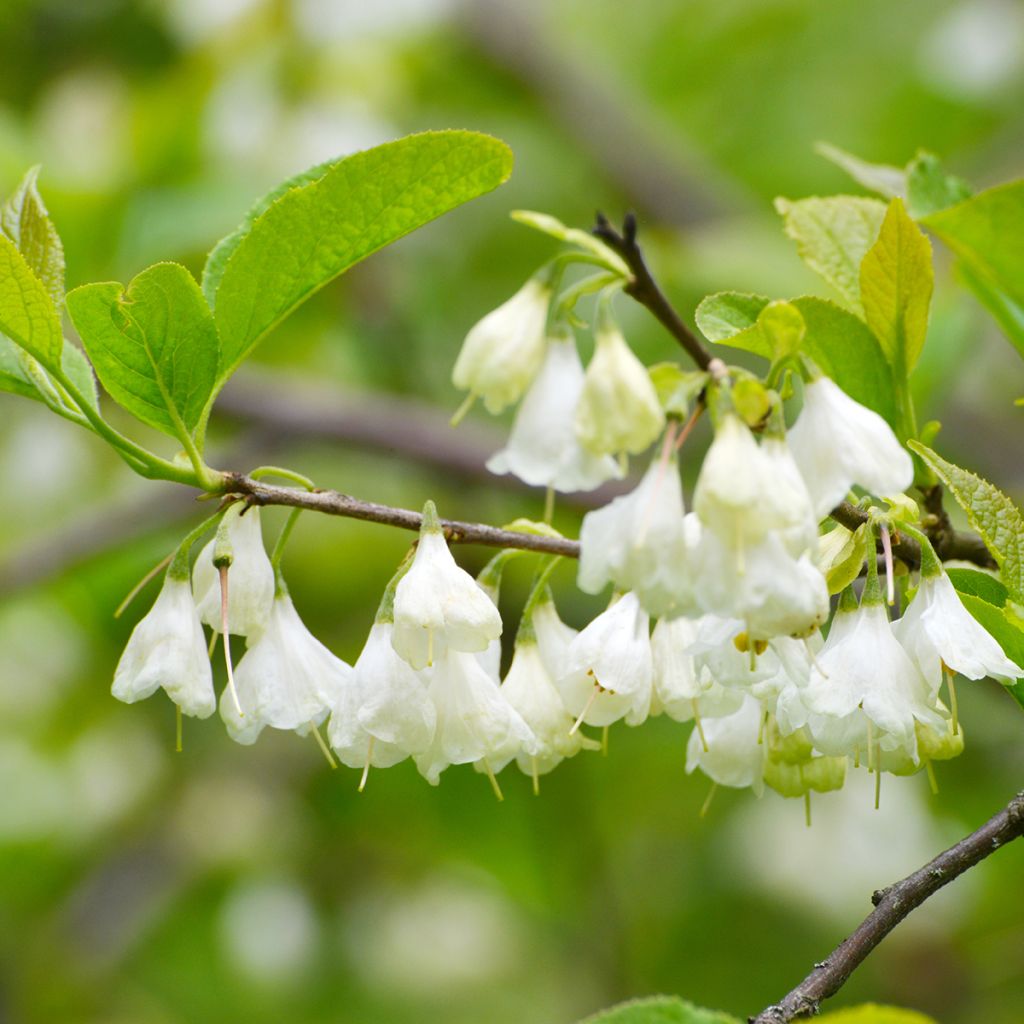 Halesia carolina - Arbre aux cloches d'argent