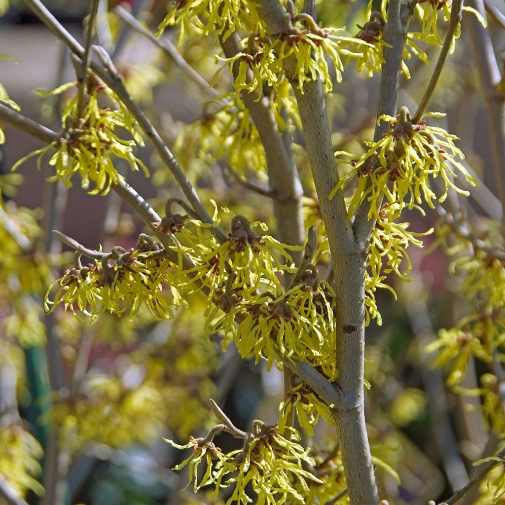 Hamamelis intermedia Arnold Promise - Noisetier de Sorcière
