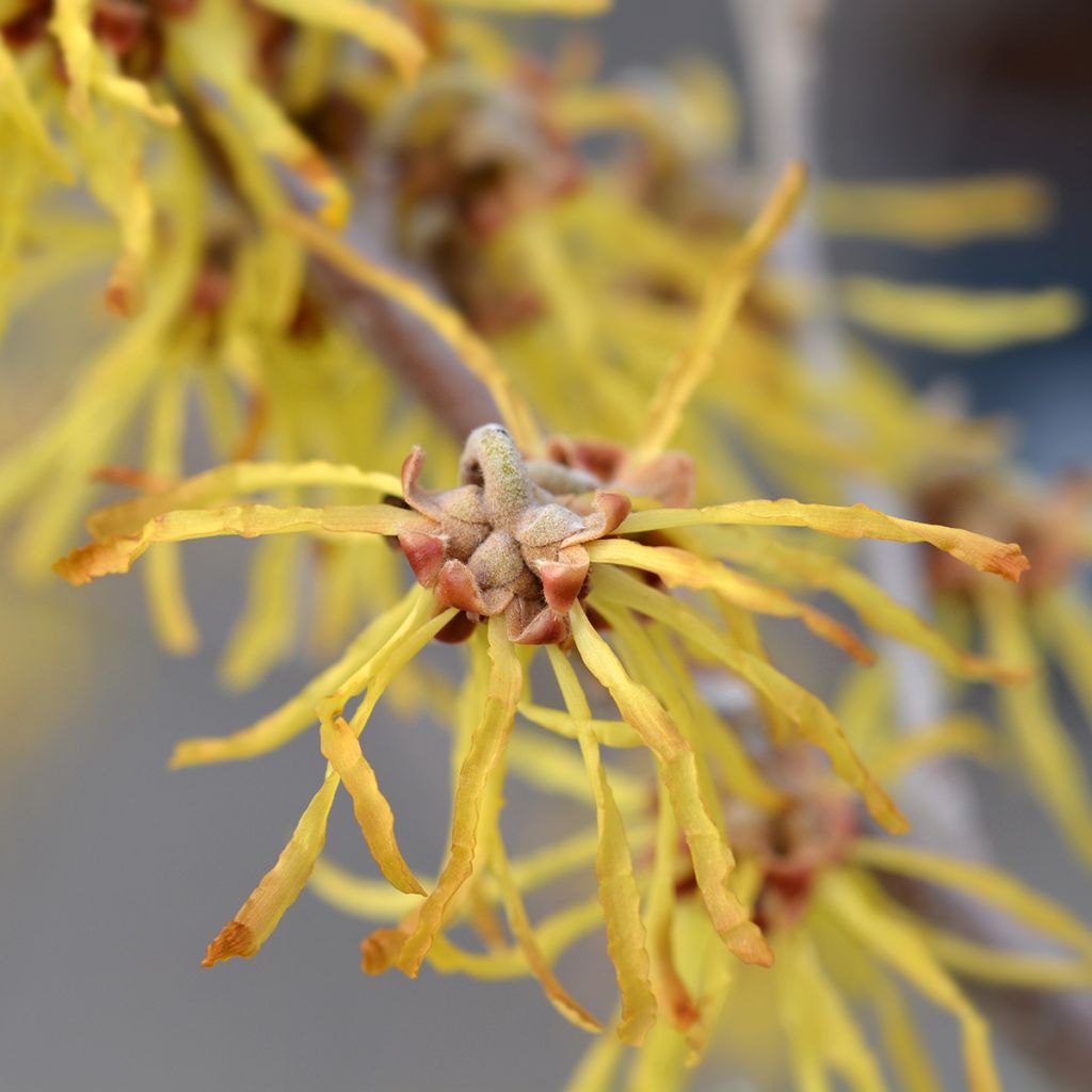Hamamelis intermedia Arnold Promise - Noisetier de Sorcière