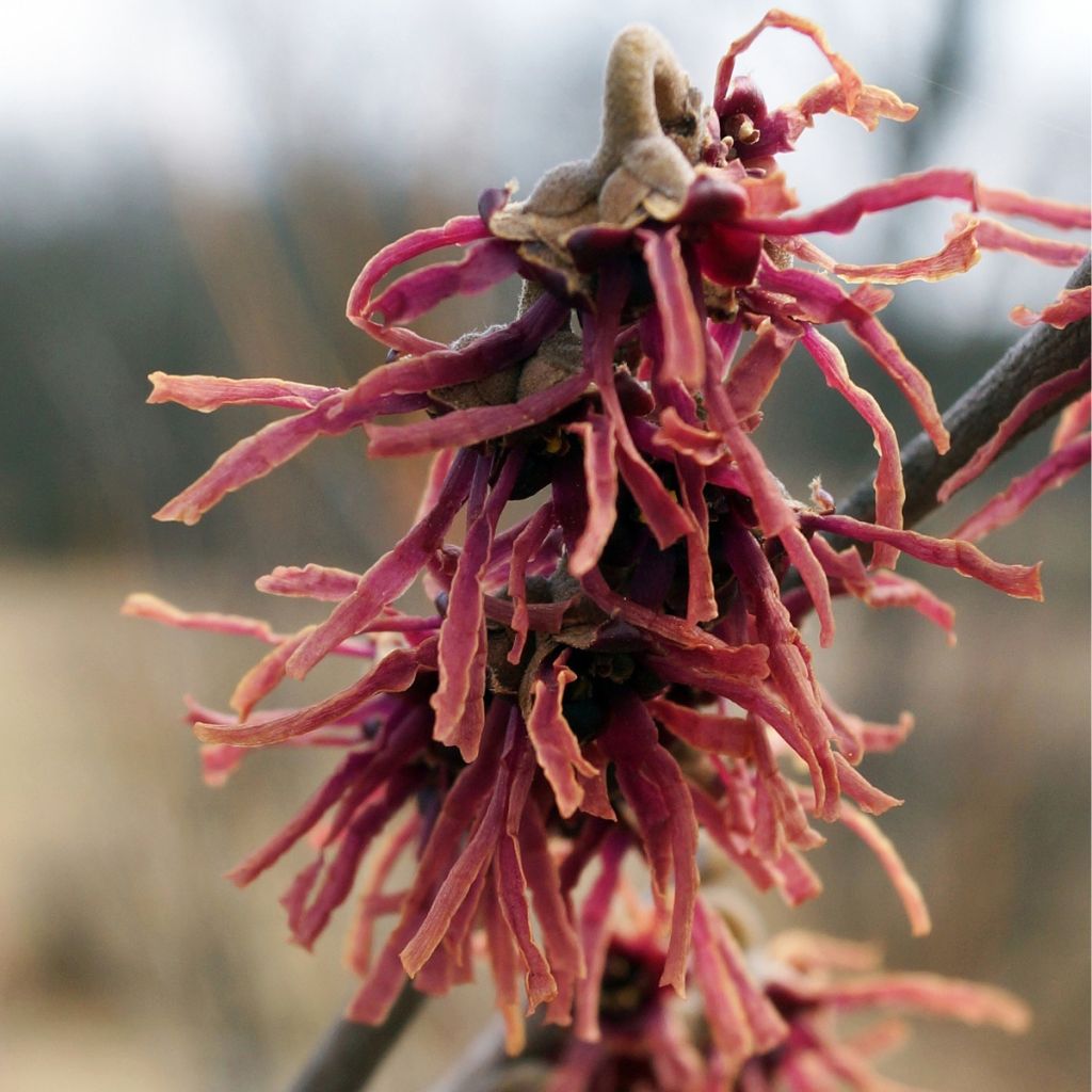 Hamamelis vernalis Washington Park