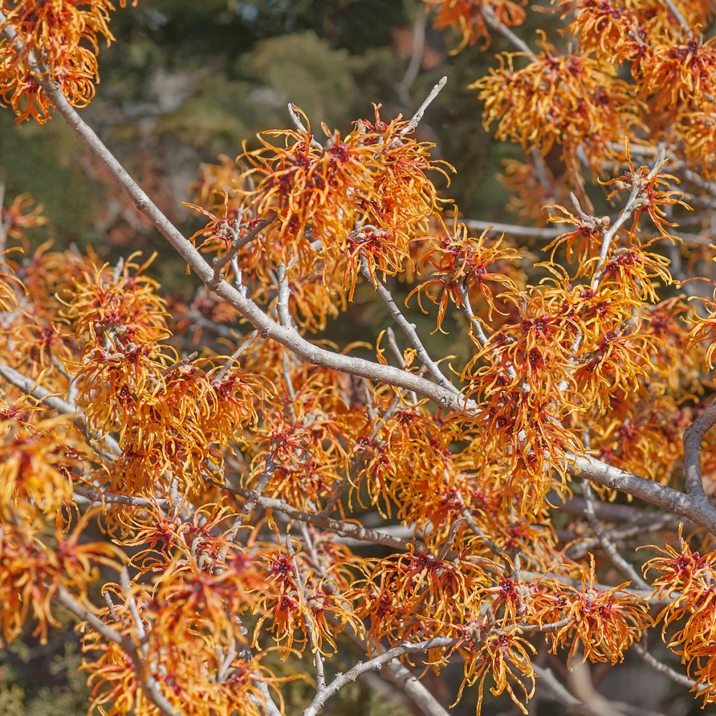 Hamamelis (x) intermedia Jelena - Noisetier de sorcière