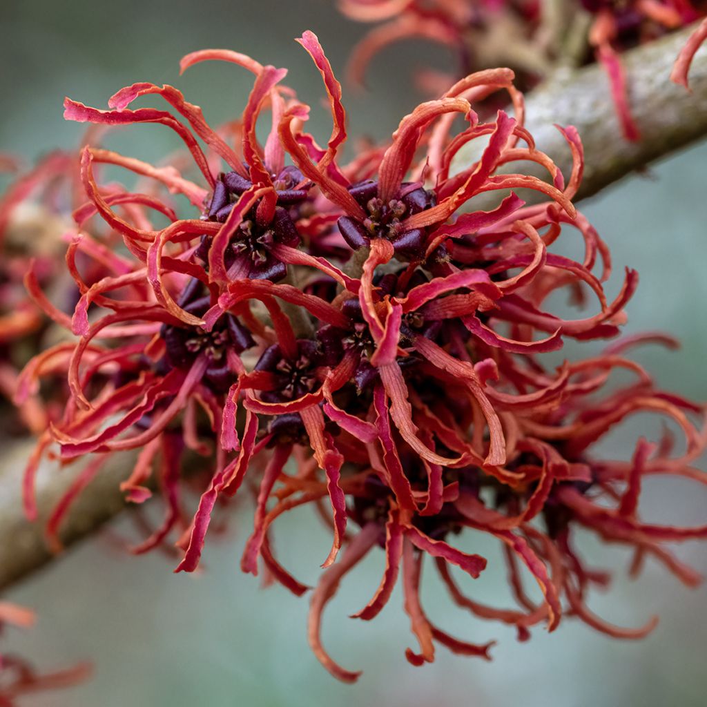 Hamamelis (x) intermedia Rubin - Noisetier de sorcière 