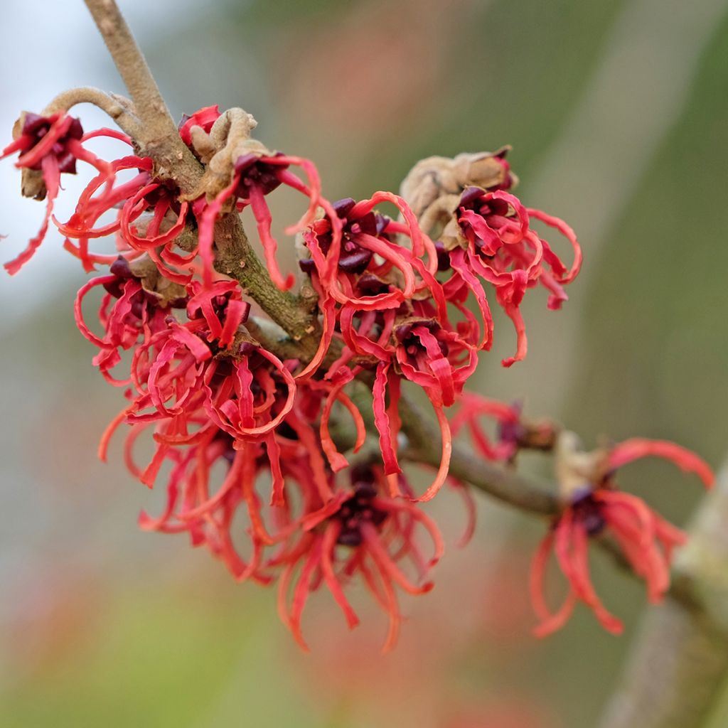 Hamamelis (x) intermedia Rubin - Noisetier de sorcière 