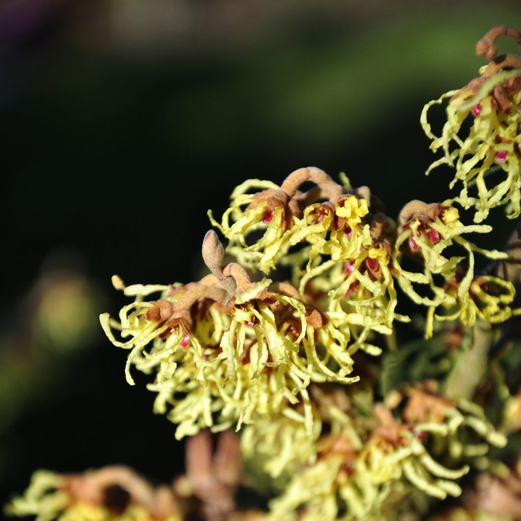Hamamelis (x) intermedia Westerstede - Noisetier de sorcière