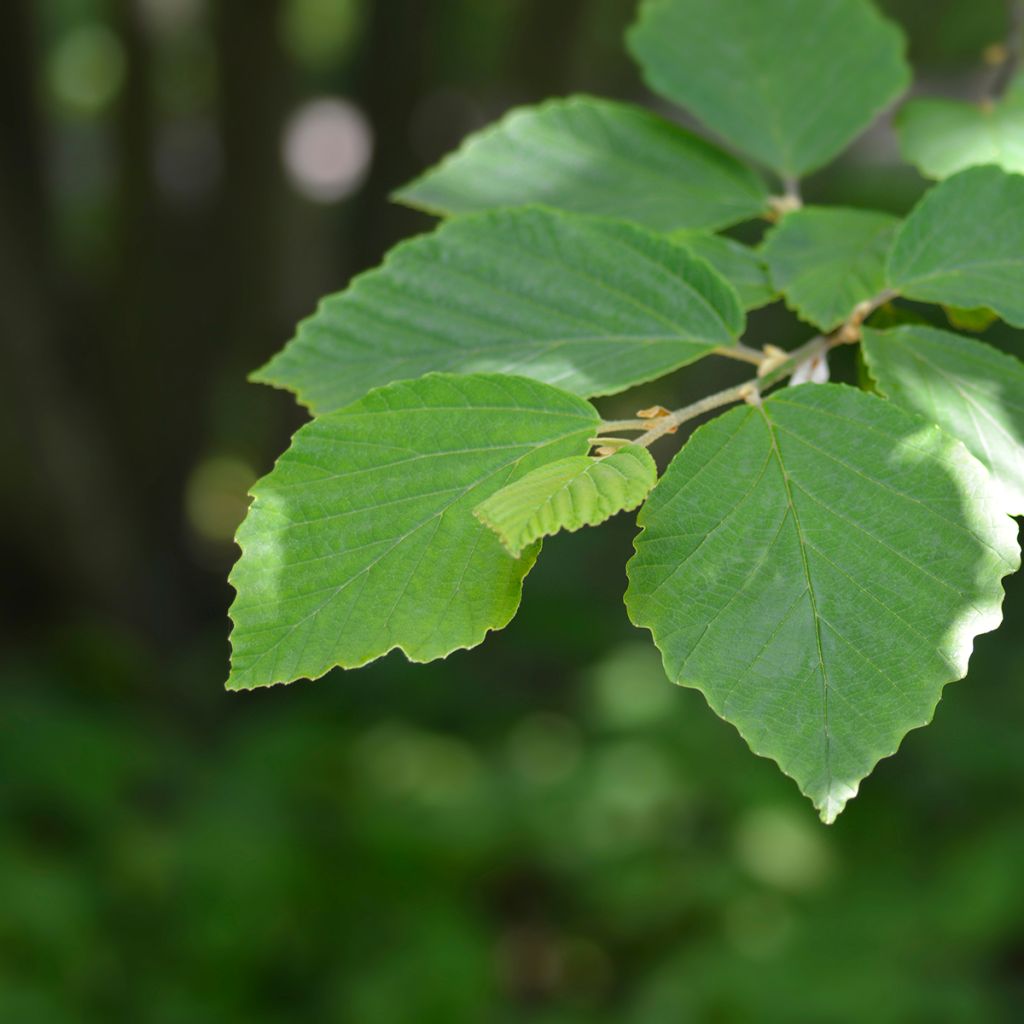 Hamamelis japonica Zuccariniana - Hamamélis du Japon