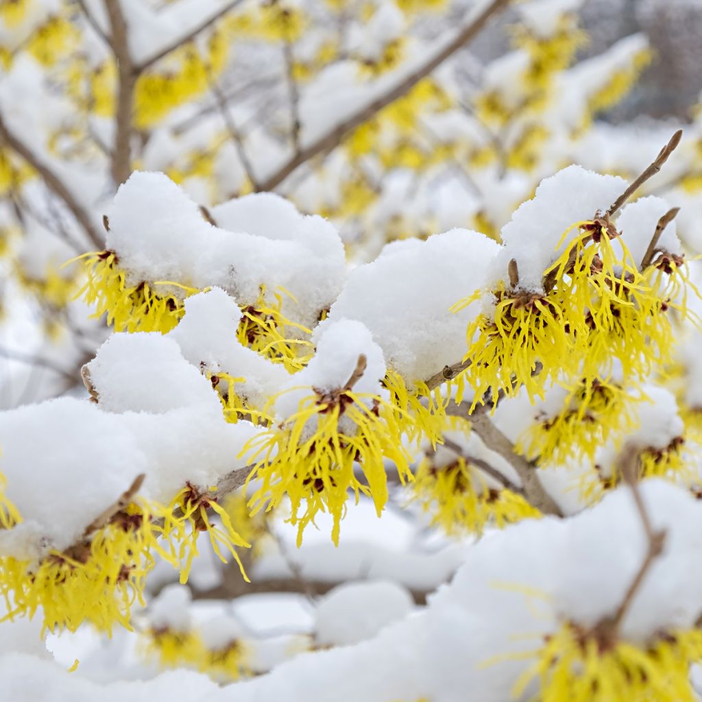 Noisetier des sorcières - Hamamelis mollis Pallida