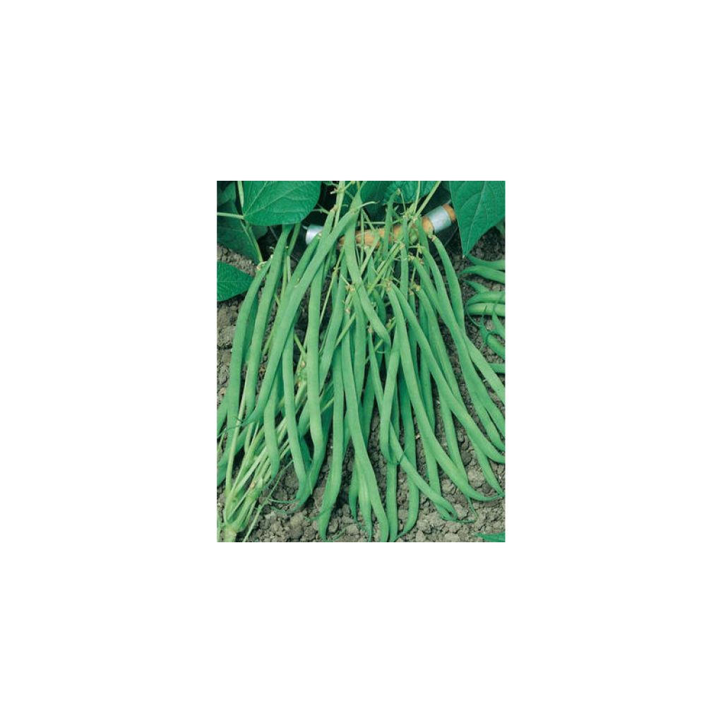 Haricot nain mangetout Argus