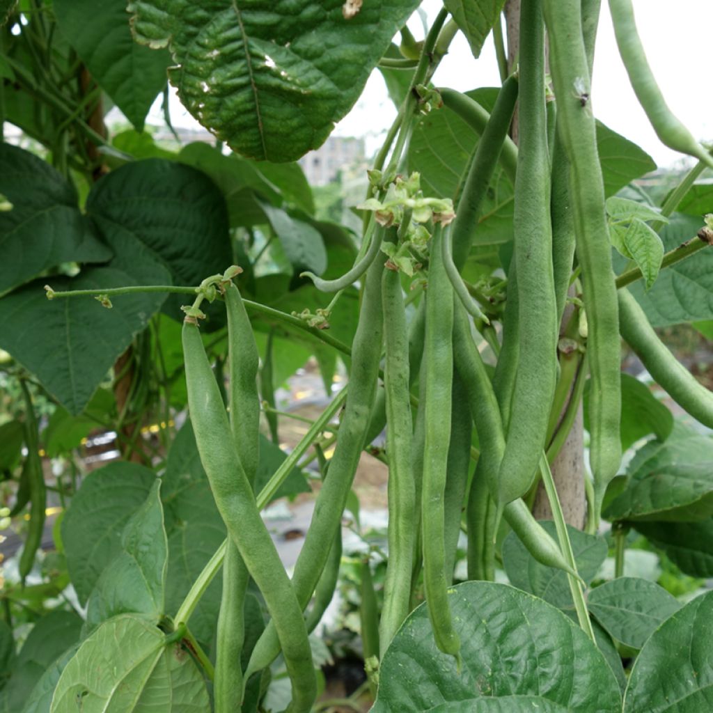 Haricot nain mangetout Argus