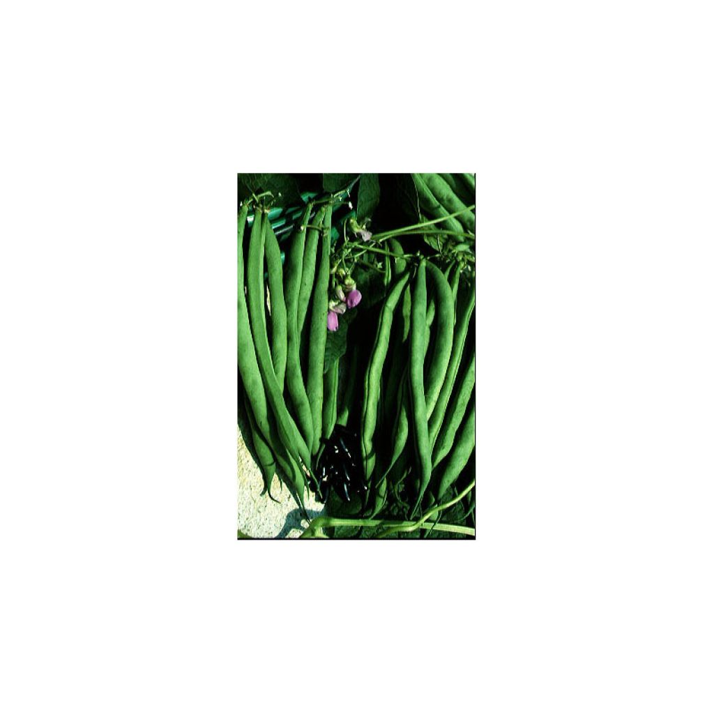 Haricot nain mangetout La Victoire
