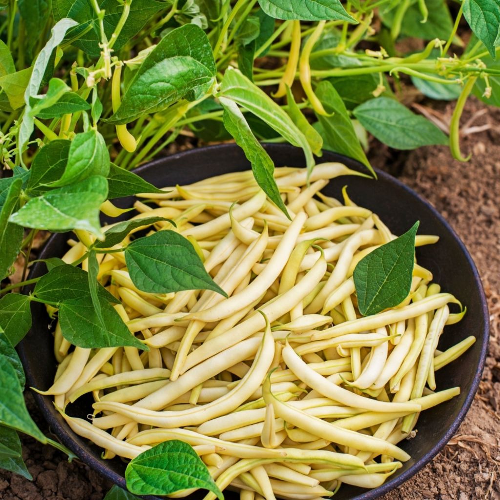 Haricot nain mangetout beurre Major Bio
