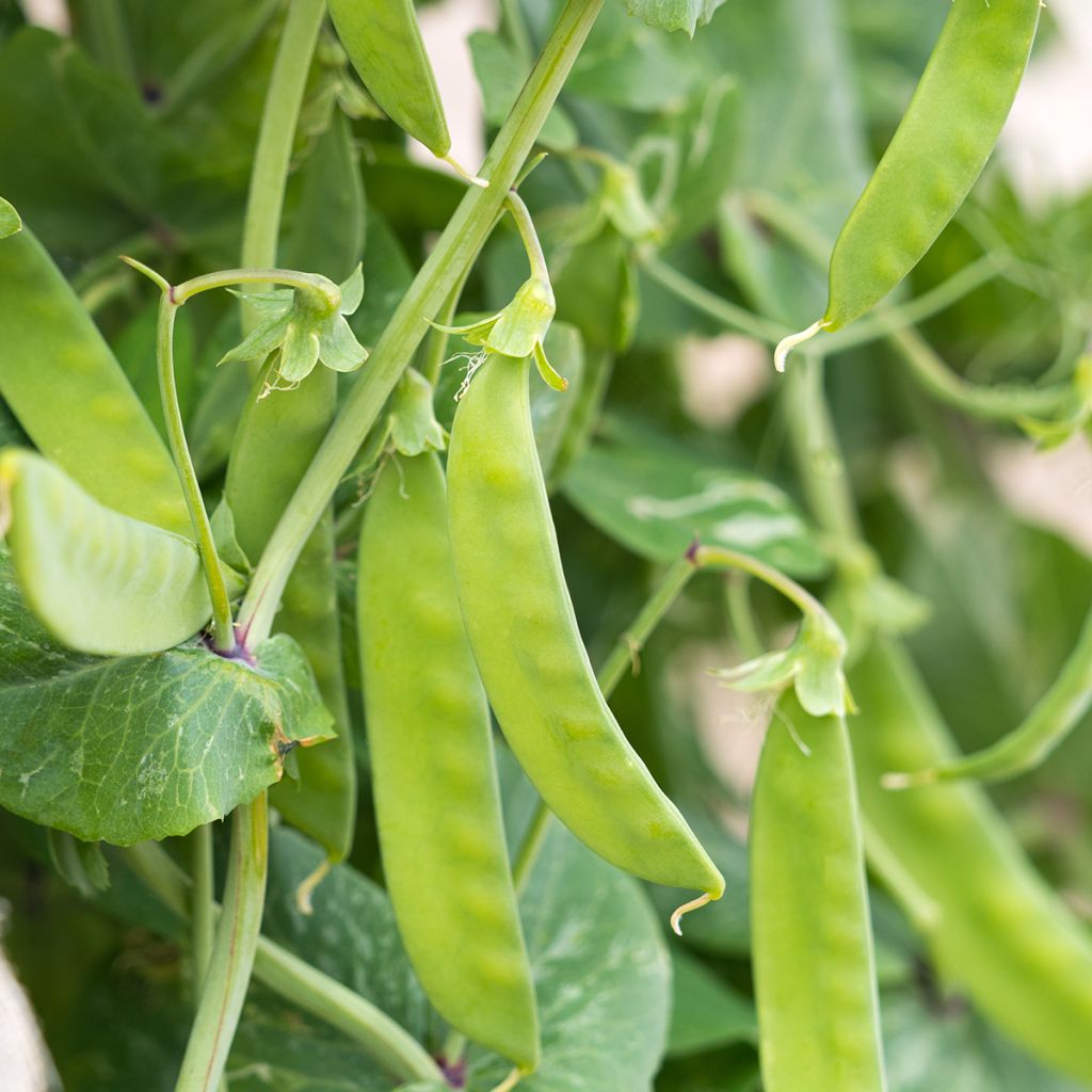 Haricot à rames mangetout Algarve - Coco plat
