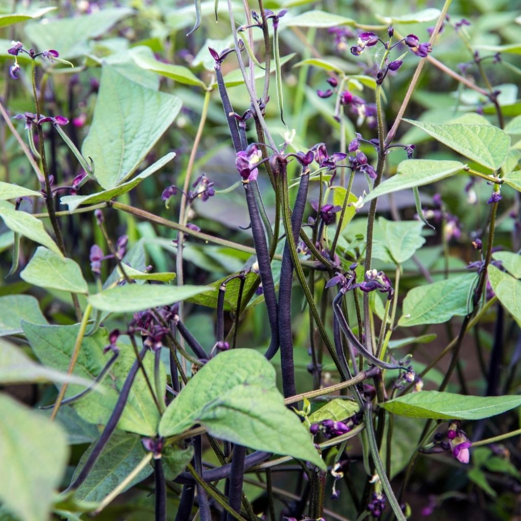 Haricot à rames mangetout Melissa  (Création Vilmorin) - Vilmorin