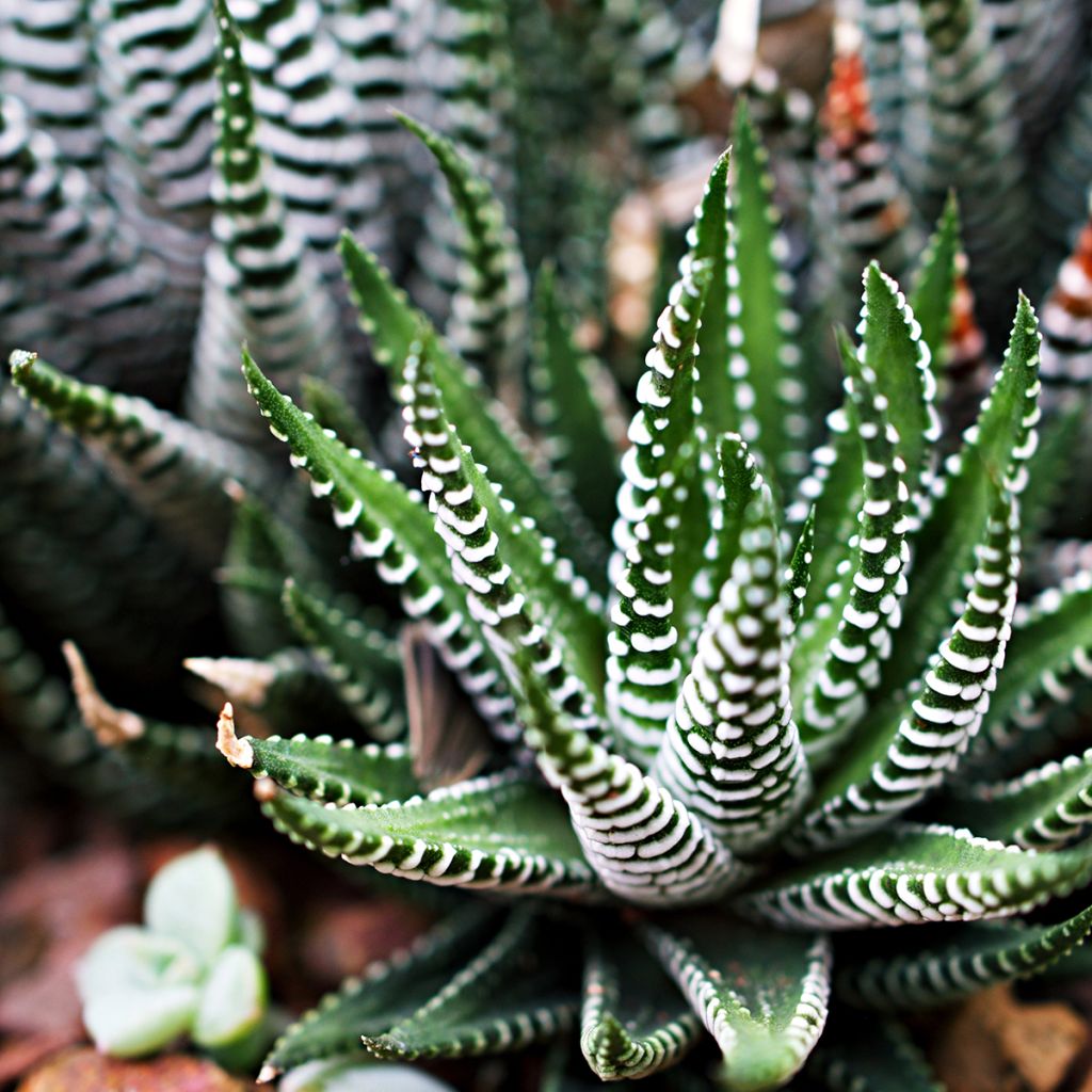 Haworthia Big Band - Plante zèbre