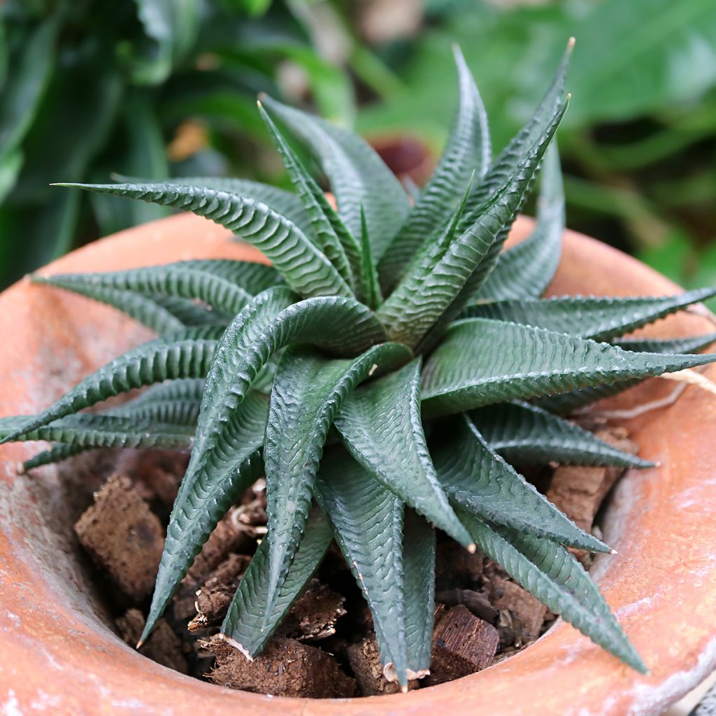 Haworthia limifolia