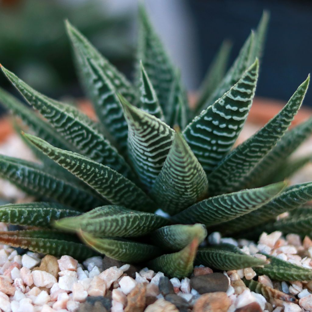 Haworthia limifolia