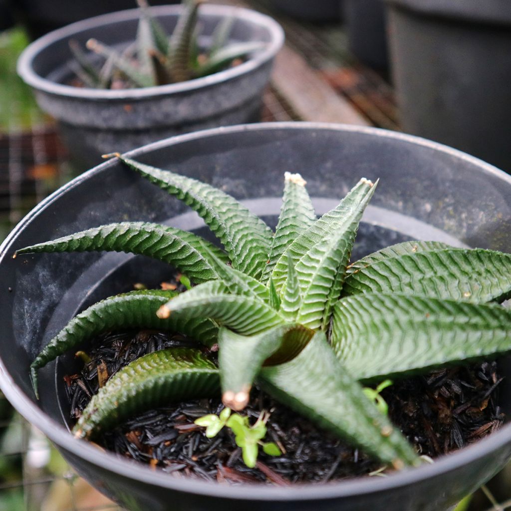 Haworthia limifolia