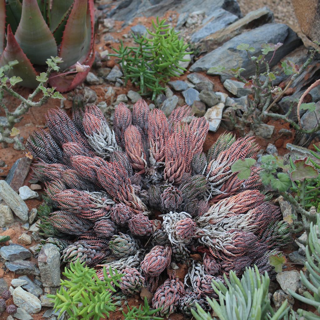Haworthiopsis reinwardtii – Haworthie de Reinwardt, plante zèbre