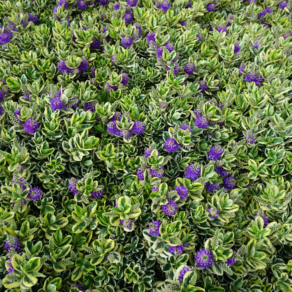 Hebe andersonii Variegata - Véronique arbustive panachée
