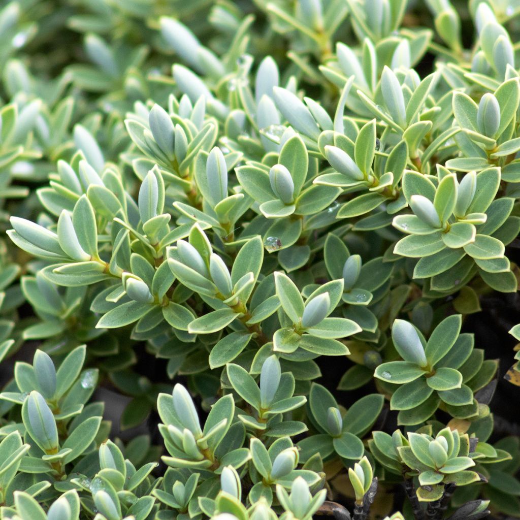 Hébé topiaria - Véronique arbustive