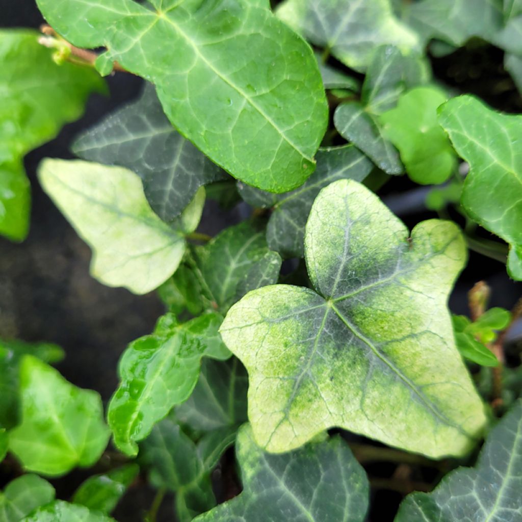 Lierre commun - Hedera helix Frosty