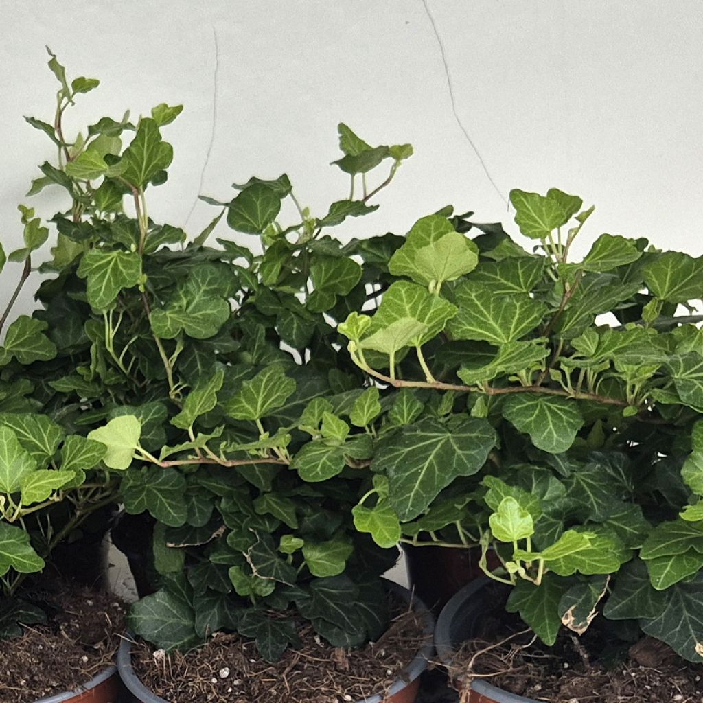 Lierre commun - Hedera helix Wonder
