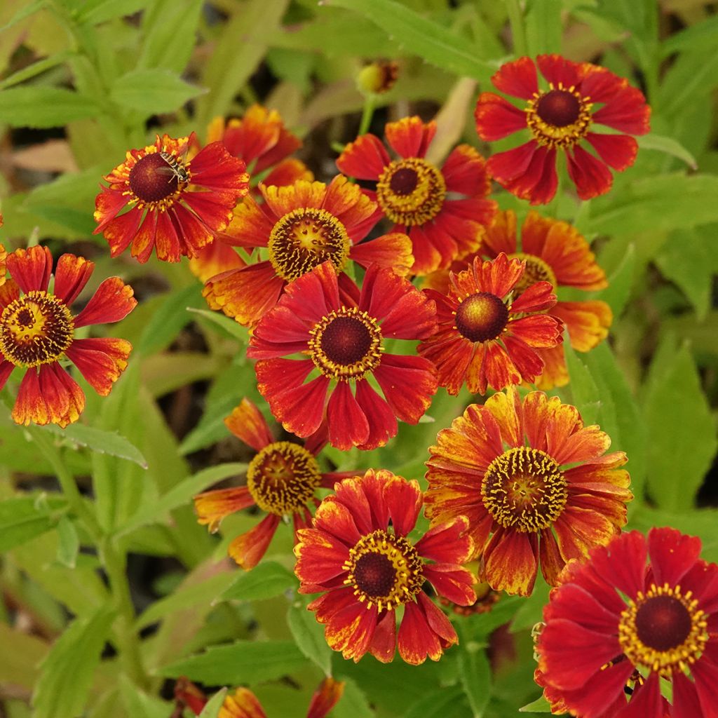 Helenium Flammendes Katchen - Hélénie