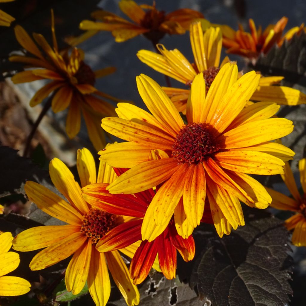 Helenium Strawberry Sundae - Hélénie