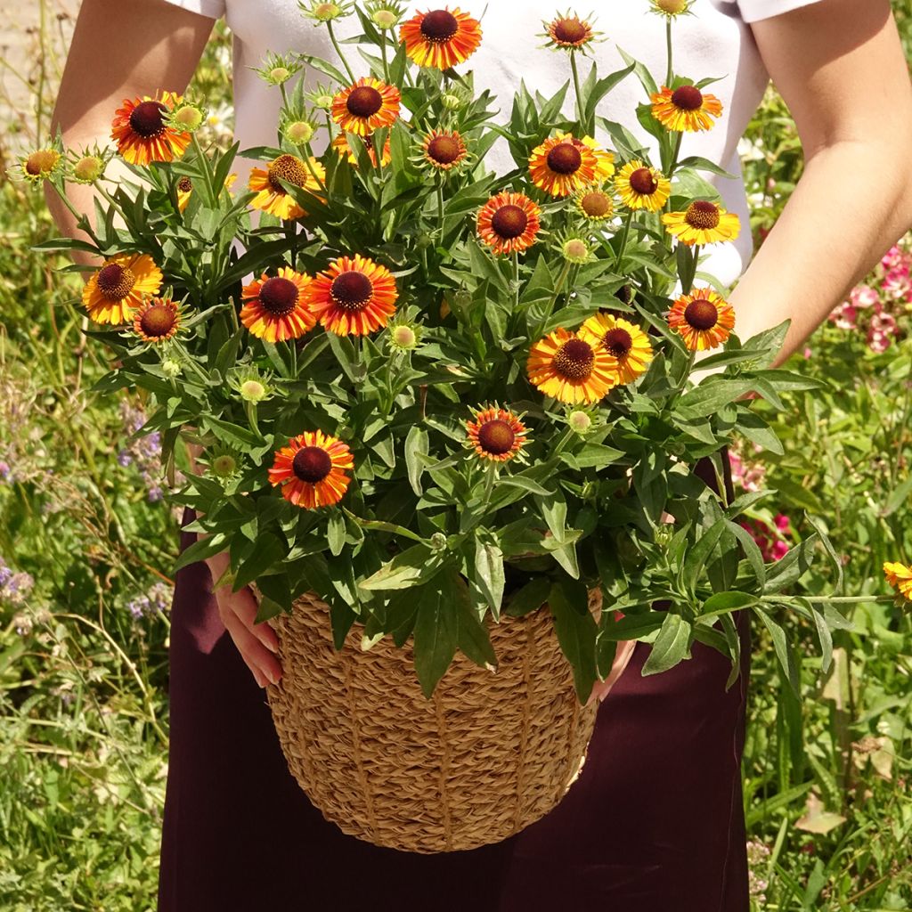 Helenium Short'n 'Sassy - Hélénie jaune orangé.