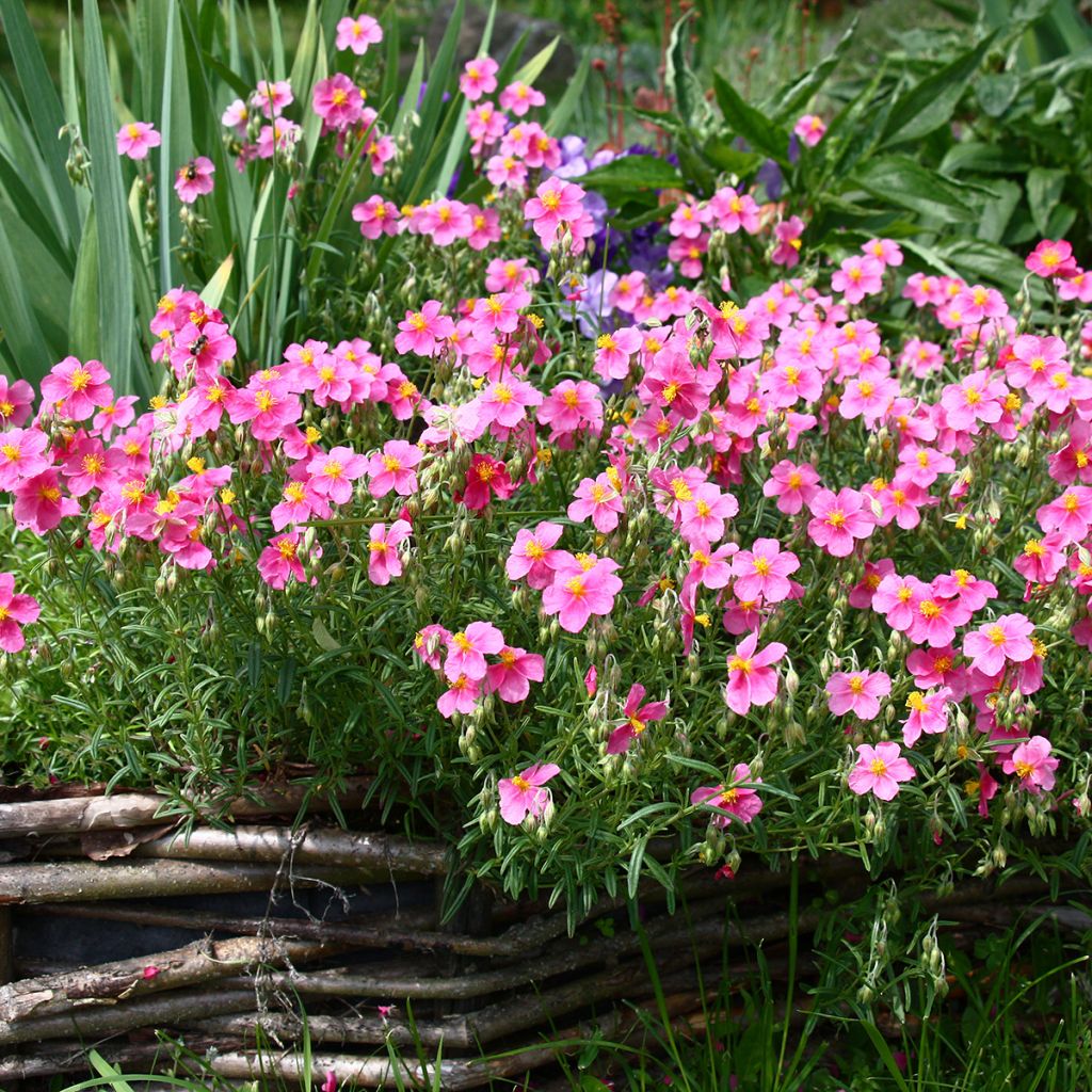 Helianthemum Lawrenson's Pink - Hélianthème rose et jaune
