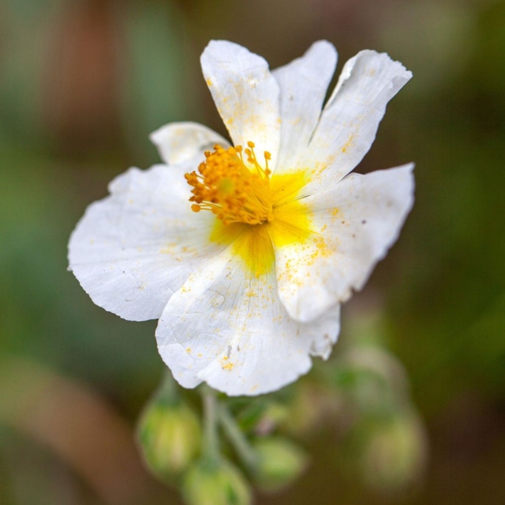 Helianthemum The Bride - Hélianthème blanc et or 