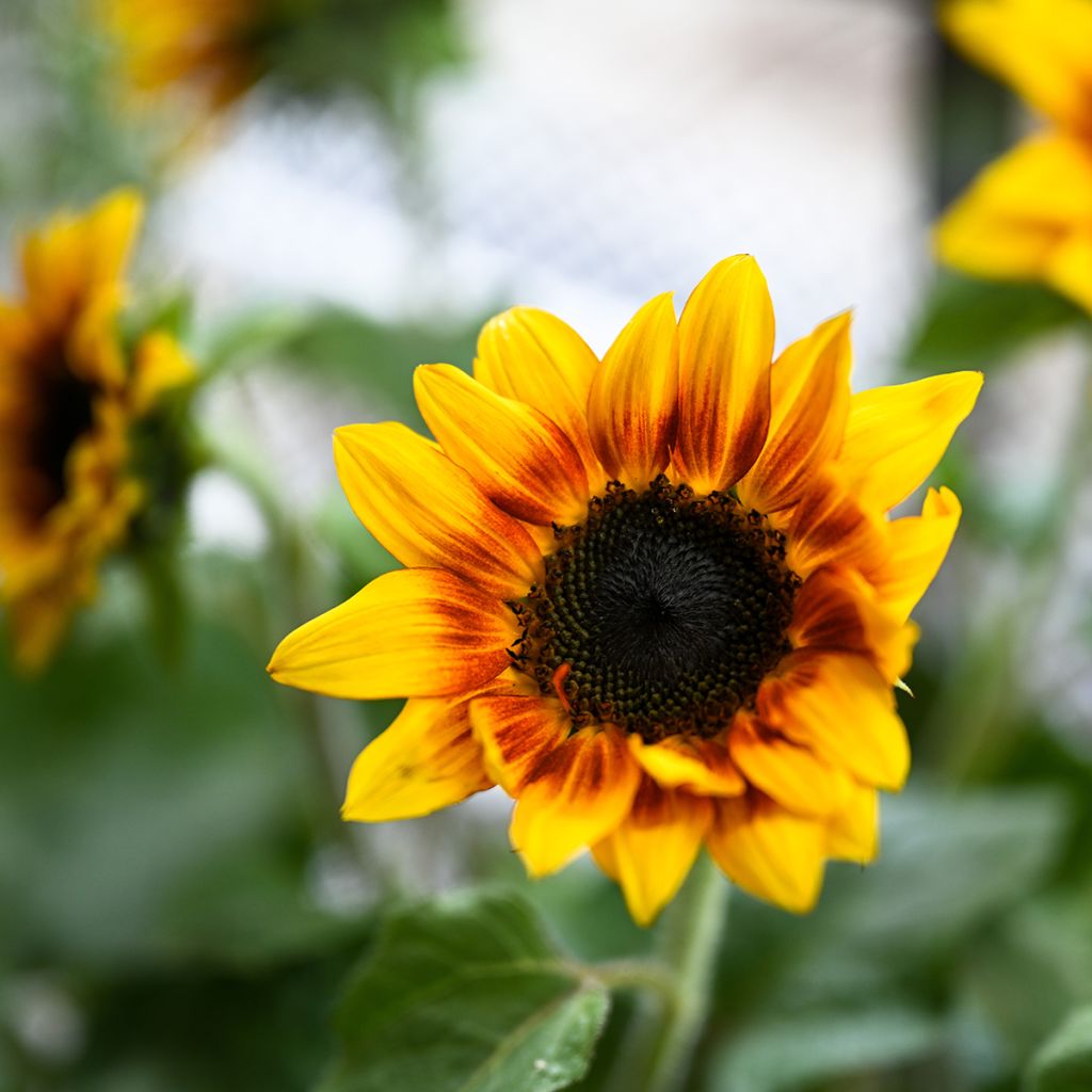 Graines de Tournesol Helios Flame F1 - Helianthus annuus