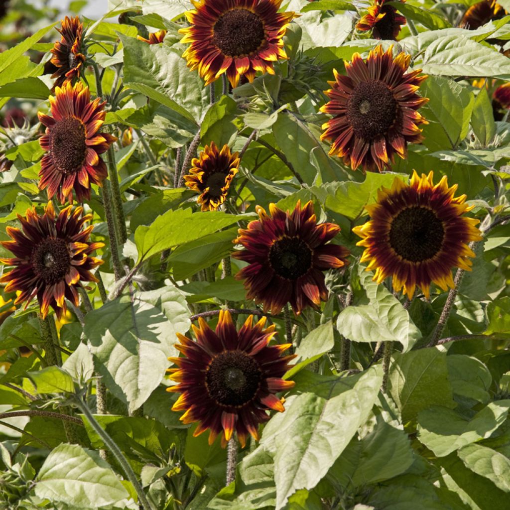 Graines de Tournesol Schock-o-Lat F1 - Helianthus annuus 