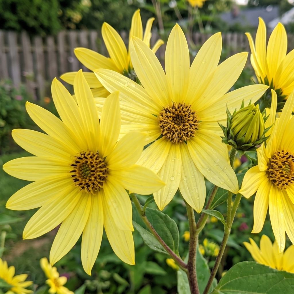 Helianthus hybride Lemon Queen - Soleil Vivace