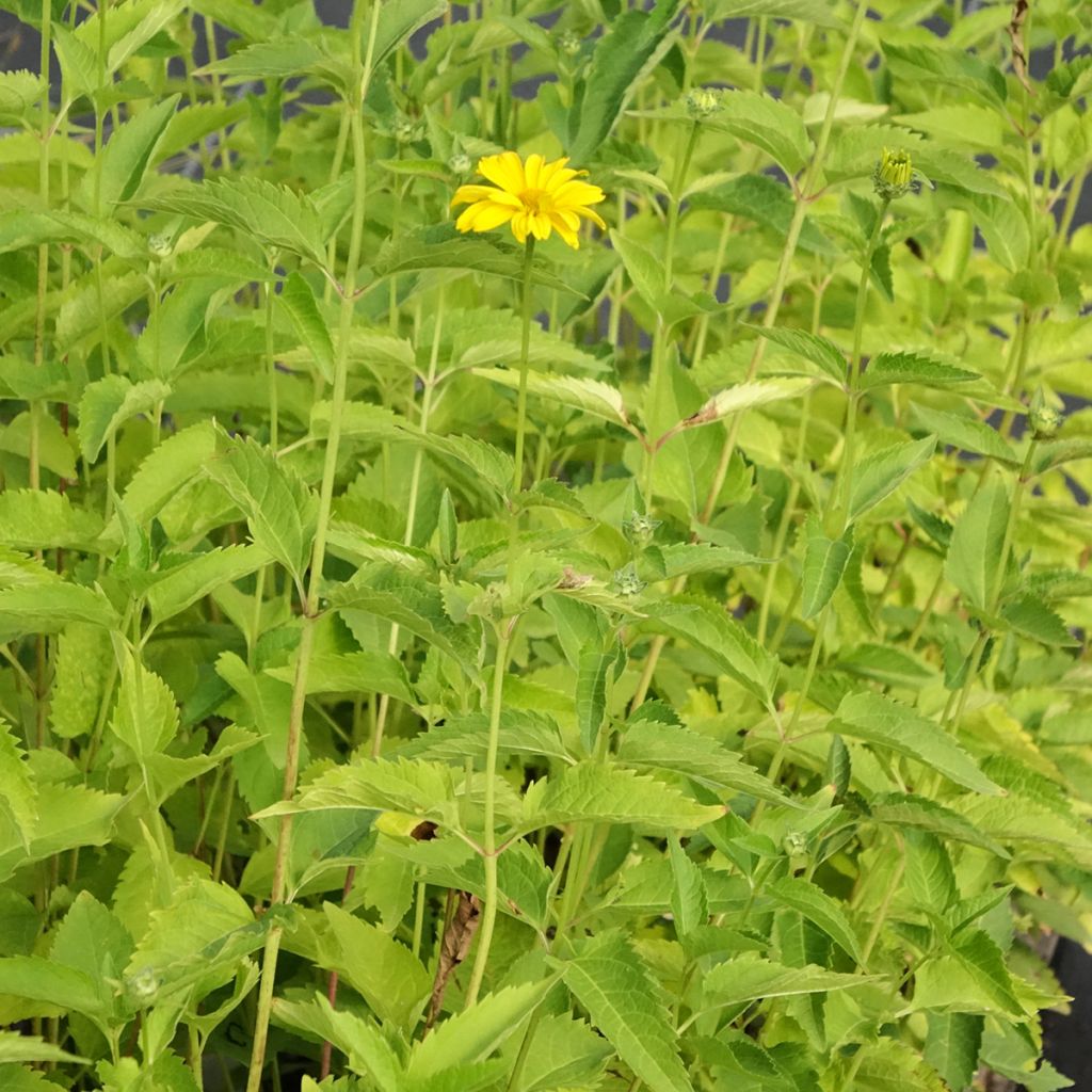 Heliopsis helianthoides Summer Sun - Héliopsis faux hélianthe 