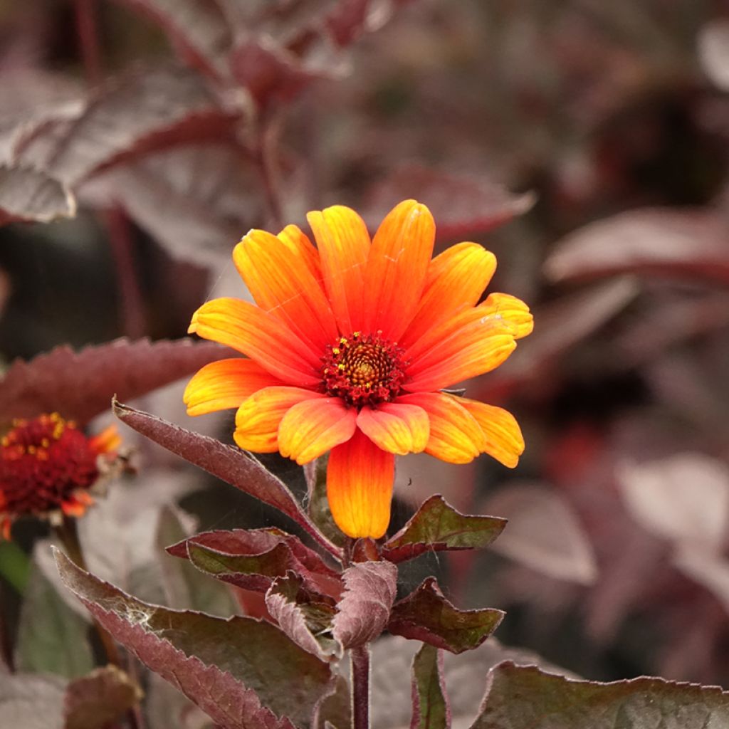 Heliopsis helianthoides var. scabra Fire Twister - Héliopsis faux-hélianthe