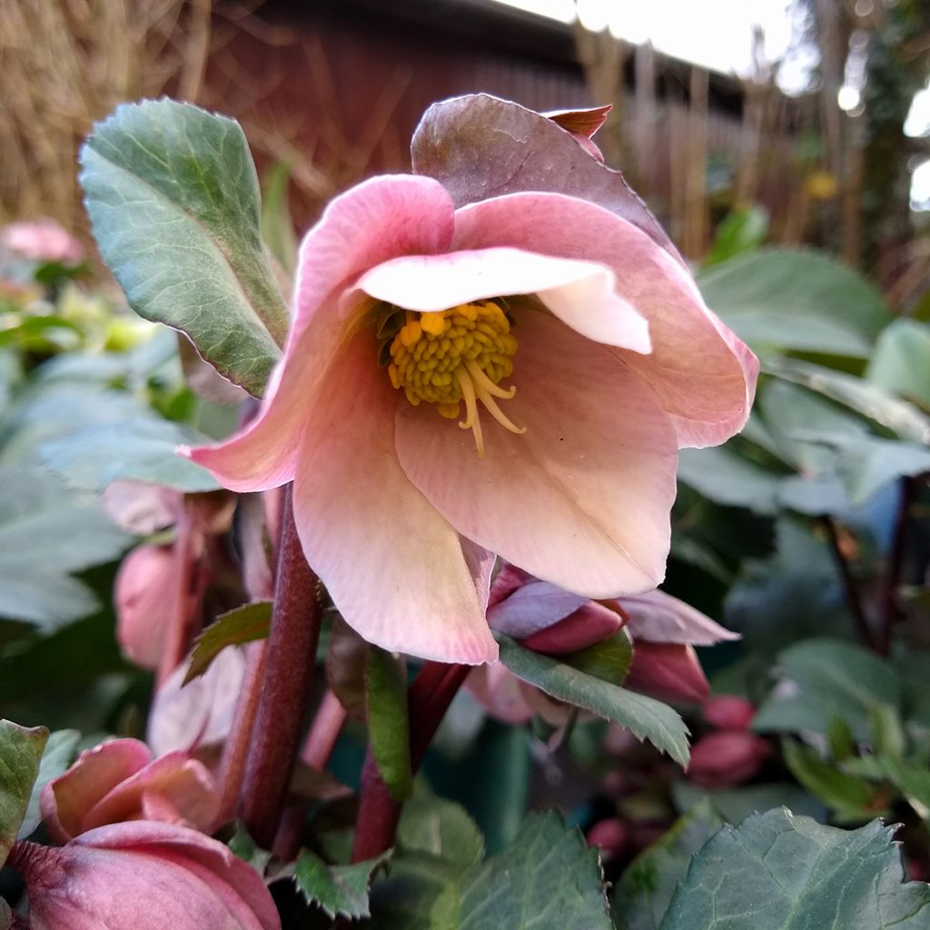 Hellebore x ericsmithii