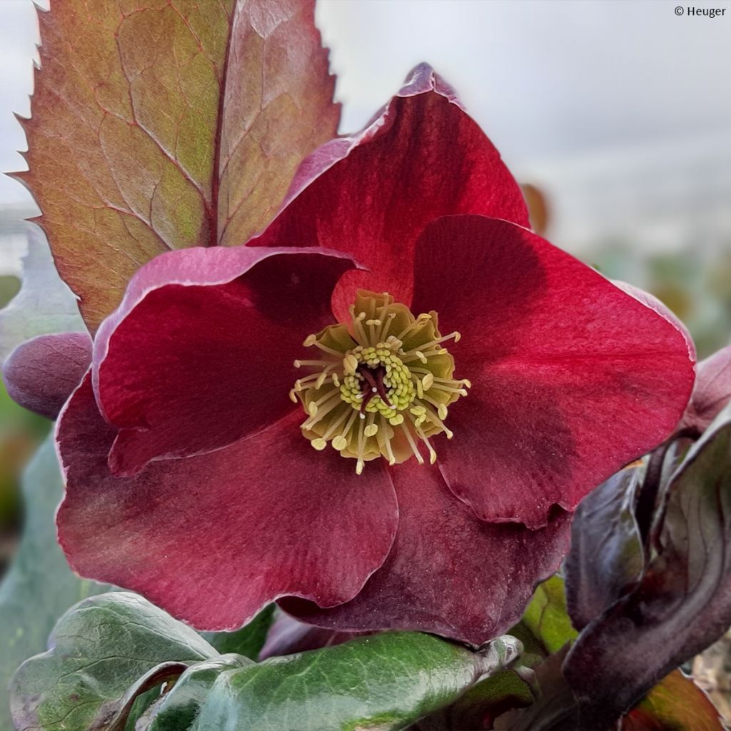 Hellebore Ice and Roses Barolo