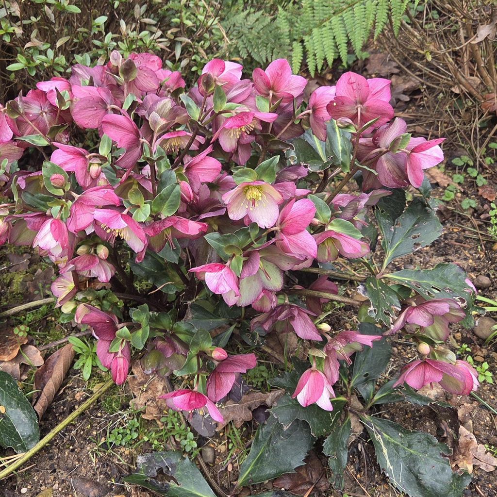 Hellébore Ice'n'Roses Picotee