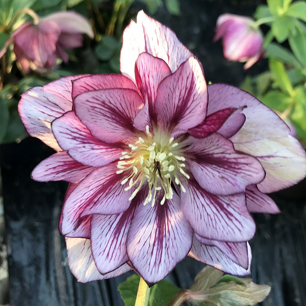 Hellébore ViV Suzanna - Helleborus orientalis