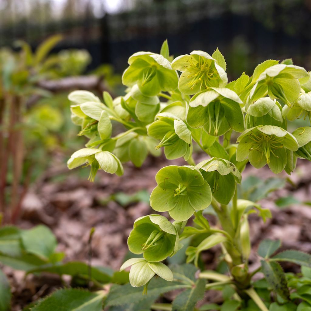 Hellébore de Corse - Helleborus argutifolius 