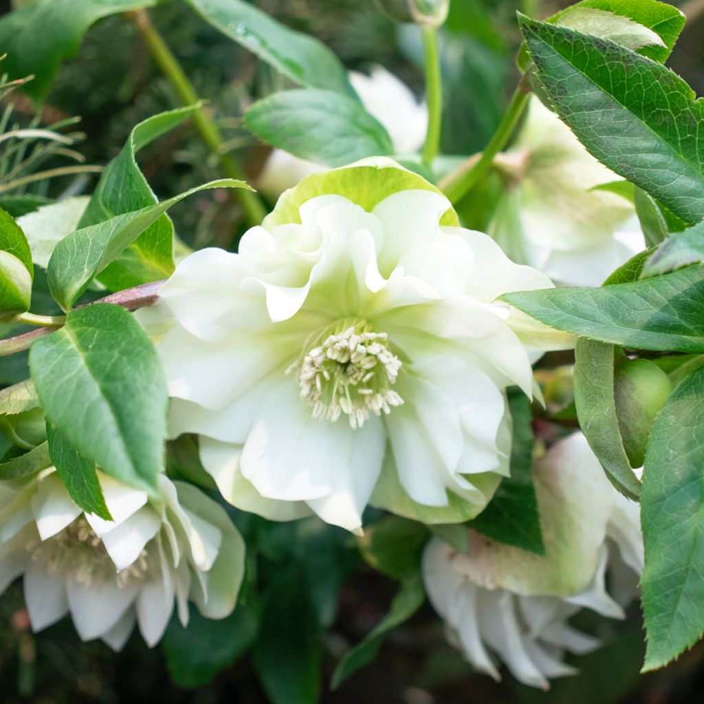 Hellébore orientale Double Blanc guttatus