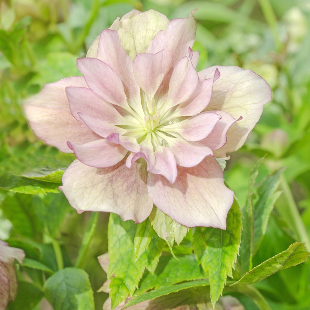 Hellébore orientale Double Rose