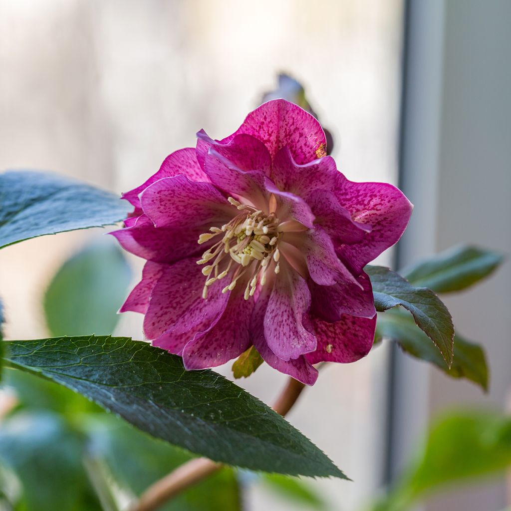 Hellébore orientale Double Rouge