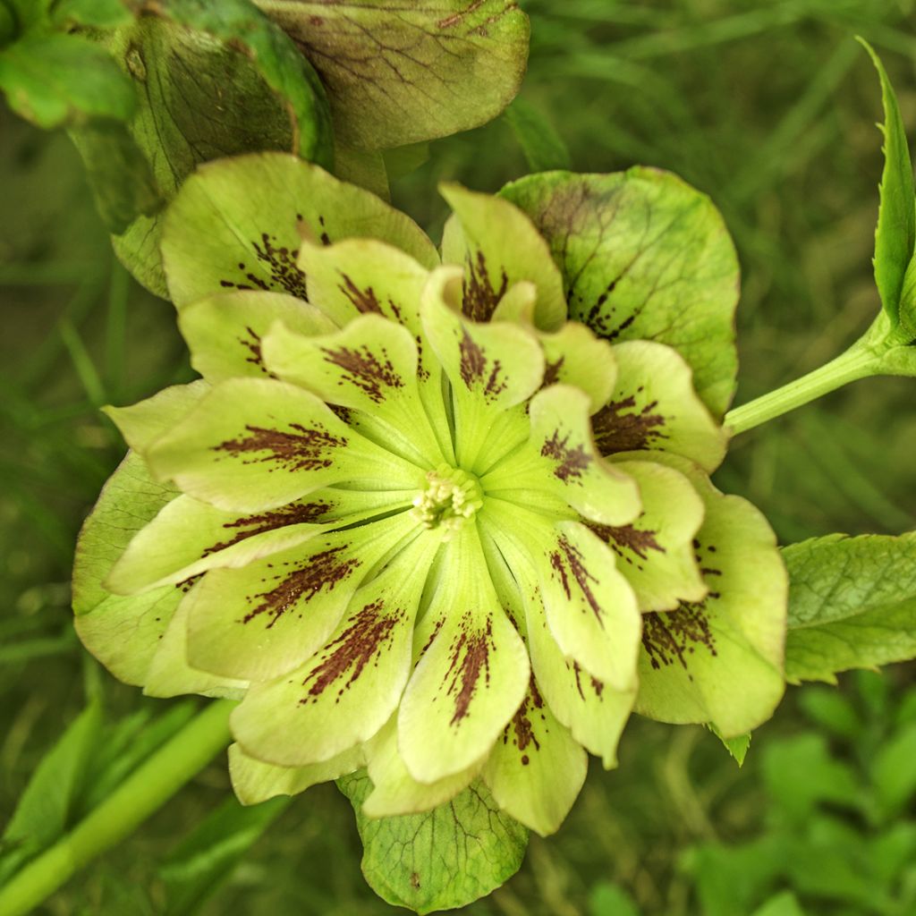 Hellébore orientale Double Verte guttatus