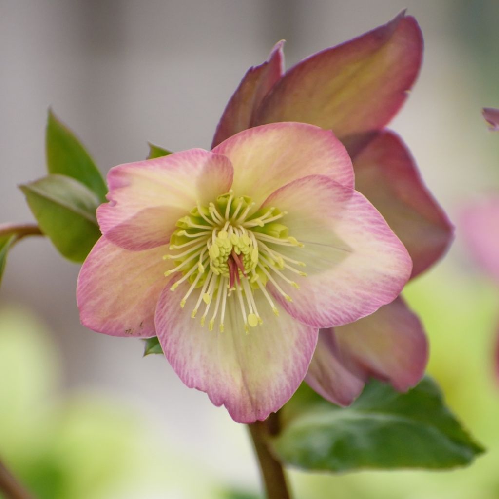 Hellébore Ice'n'Roses Picotee
