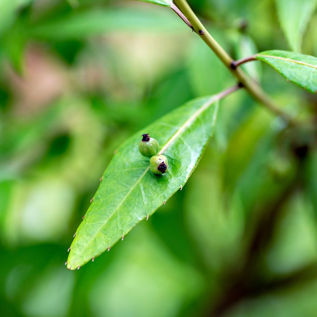 Helwingia himalaica - Helwingie de l'Himalaya