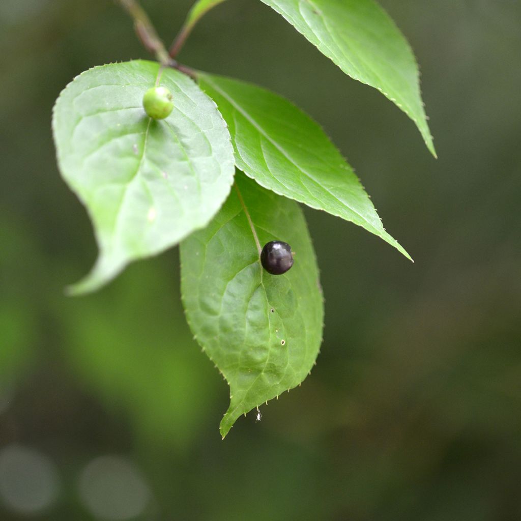 Helwingia japonica - Helwingie du Japon