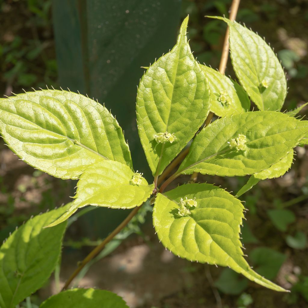 Helwingia japonica - Helwingie du Japon