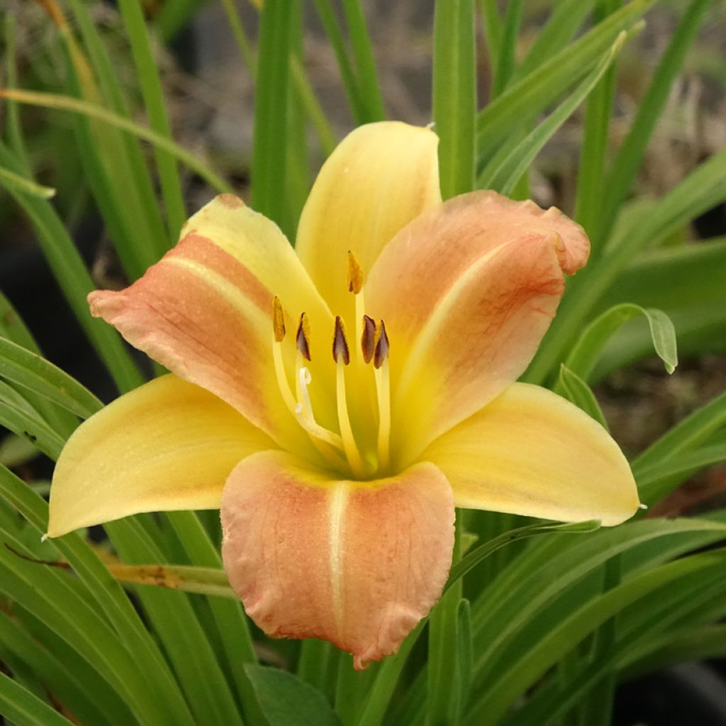 Hémérocalle Everydaylily Punch Yellow - Lis d'un jour