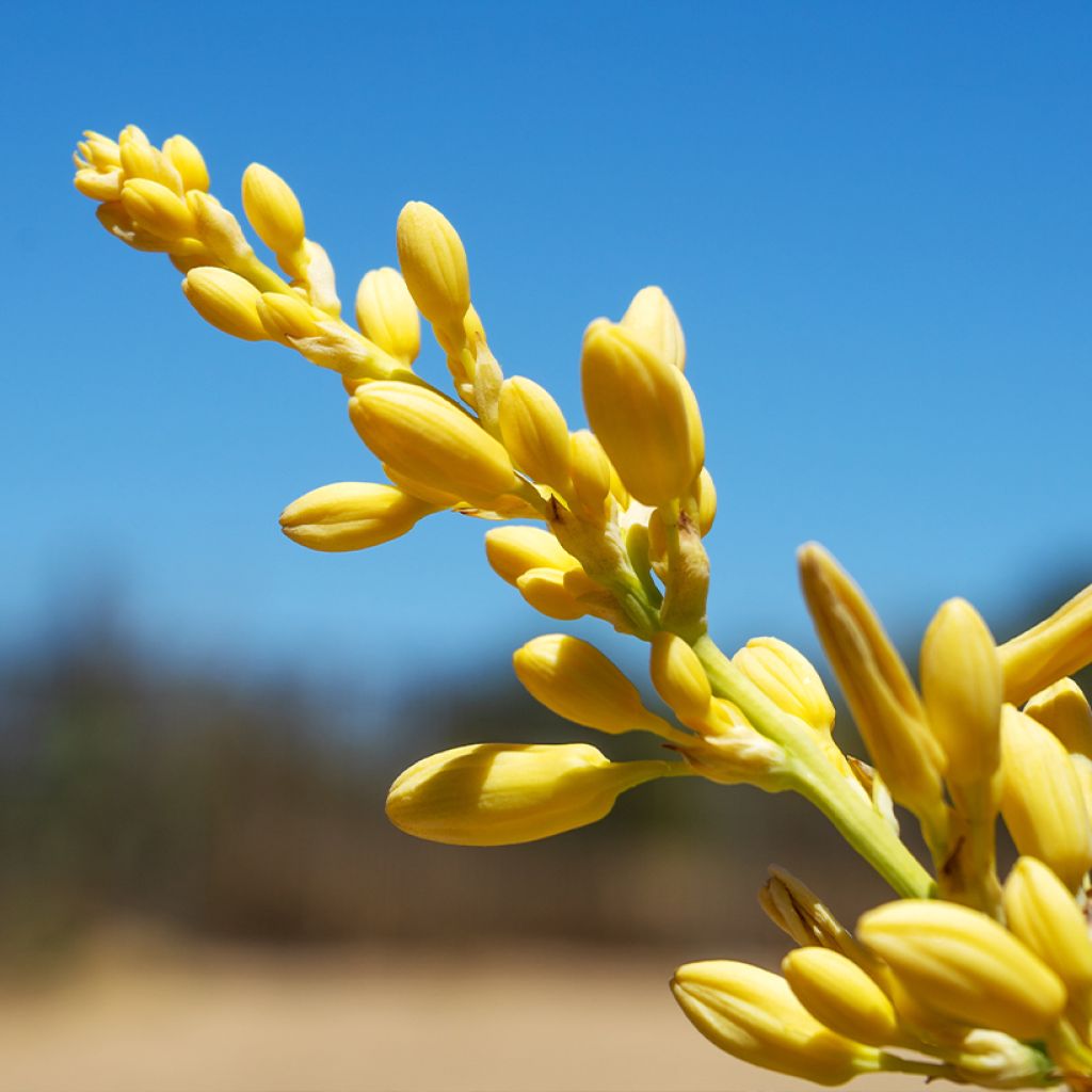 Hesperaloe parviflora Yellow Sun - Yucca rouge